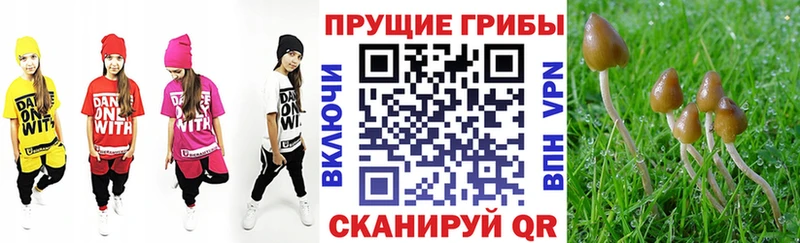 Галлюциногенные грибы Psilocybine cubensis  Сафоново 